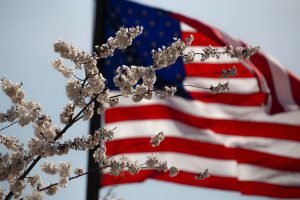 Veterans Day: american flag with white tree flowers in front