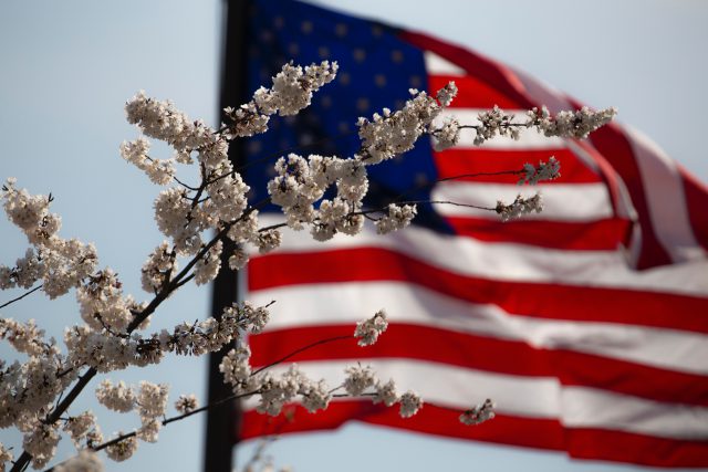 Veterans Day: american flag with white tree flowers in front